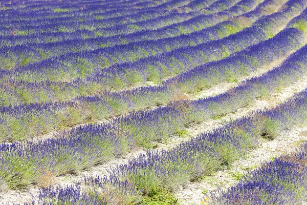 Lawendowe pole w pobliżu tavard, Rodan Alpy, Francja — Zdjęcie stockowe