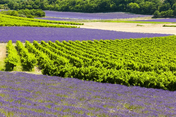 Campos de lavanda com vinhas, Rhone-Alpes, França — Fotografia de Stock