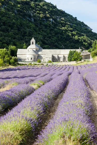 Abadía de Senanque con campo de lavanda, Provenza, Francia — Foto de Stock