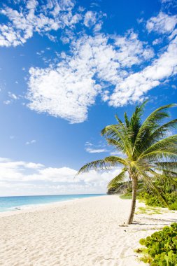 Bay, barbados, Karayipler faul