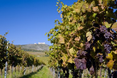 Ruins of Devicky castle with vineyard, Czech Republic clipart