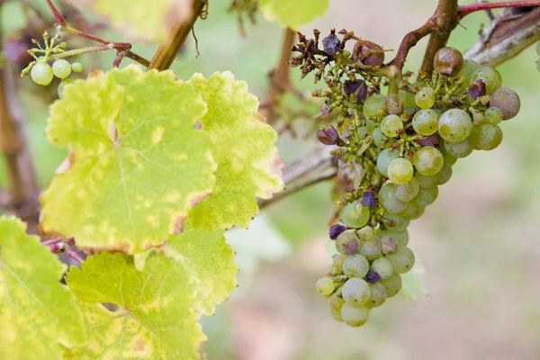 Uvas — Fotografia de Stock