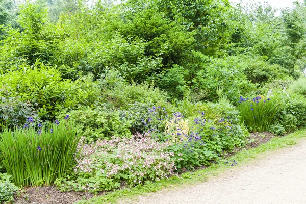 Квітник із irises, Стоу, Бакінгемшир, Англія — стокове фото