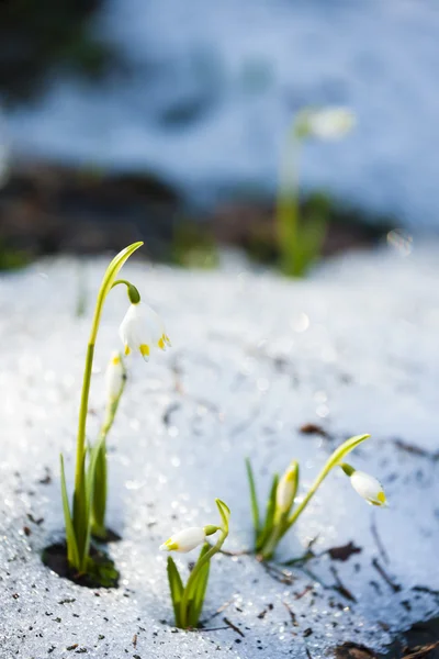 Spring snowflakes in snow — Stock Photo, Image