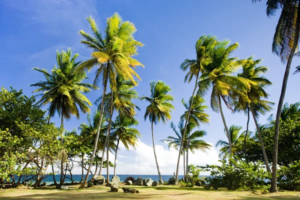 Ponto de Granby, tobago — Fotografia de Stock