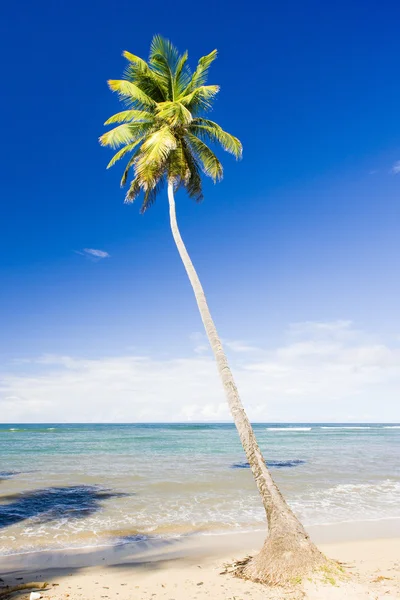 Costa norte de Trinidad, Caribe — Fotografia de Stock