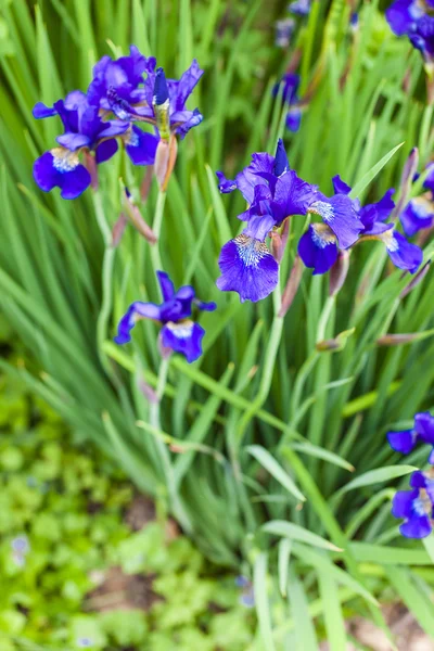 Irises — Stock Photo, Image