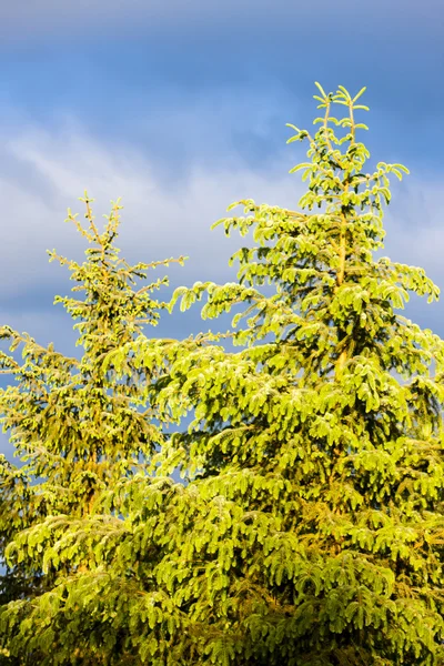 Detail of spruce — Stock Photo, Image