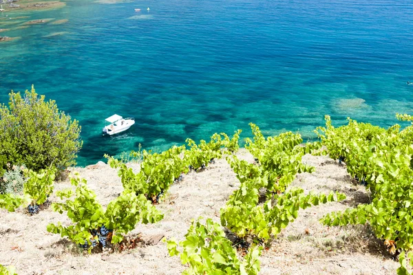 Vineyard on Cap de Peyrefite near Cerbere, Languedoc-Roussillon, — Stock Photo, Image