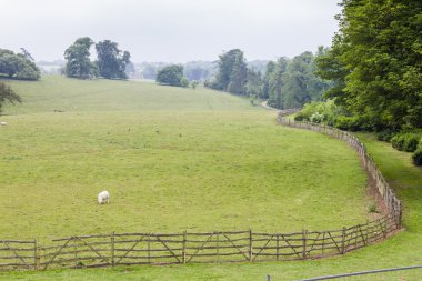 manzara koyun, stowe, buckinghamshire, İngiltere