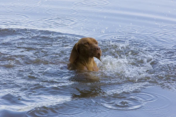 Hunting dog in pond — Stock Photo, Image