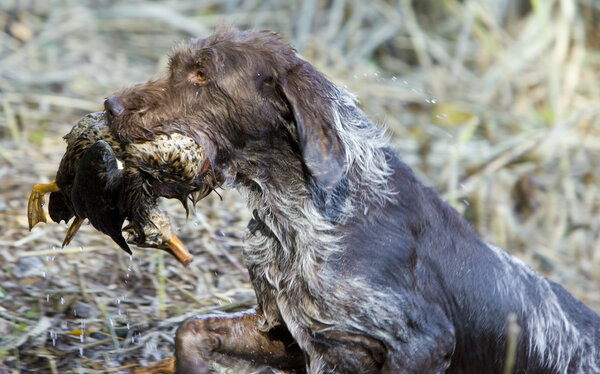 hunting dog with a catch