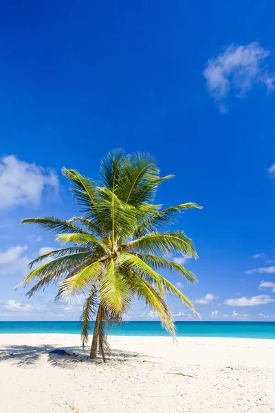 Foul Bay, Barbados, Caribe — Fotografia de Stock