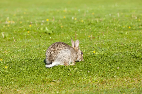 ウサギの芝生の上 — ストック写真