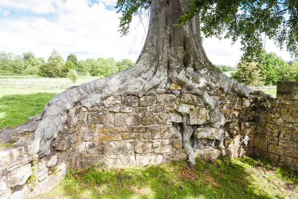 Muro de la Abadía de Bayham, Kent, Inglaterra —  Fotos de Stock