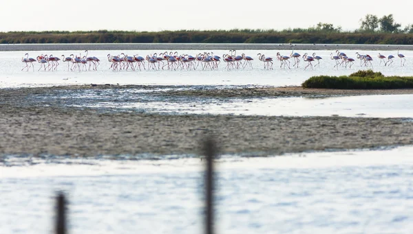 Flamingos in Camargue, Provence, Frankreich — Stockfoto