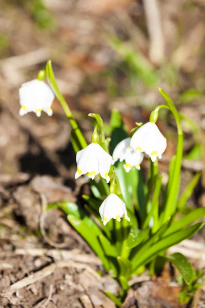 Fiocchi di neve primaverili — Foto Stock