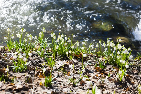 Spring snowflakes at stream — Stock Photo, Image