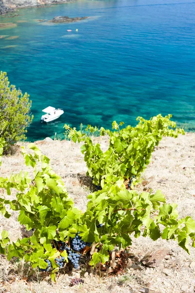 Vignoble du Cap de Peyrefite près de Cerbere, Languedoc-Roussillon , — Photo