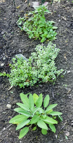 Herbs in garden — Stock Photo, Image