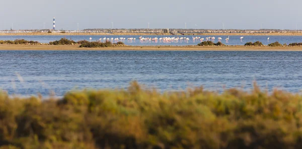 Flamingos em camargue — Fotografia de Stock