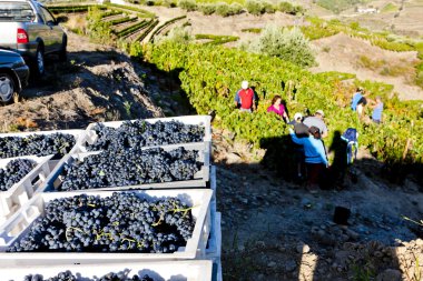wine harvest, Douro Valley, Portugal clipart