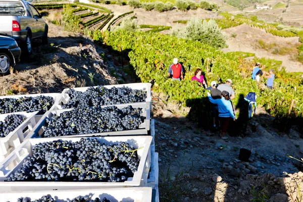 Συγκομιδής κρασί, κοιλάδα douro, Πορτογαλία — Φωτογραφία Αρχείου