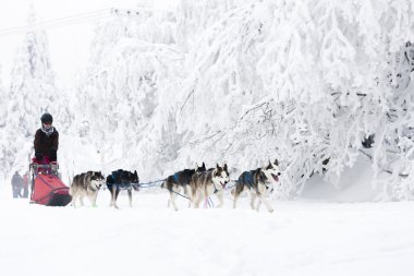 Sedivacek 'in uzun, Çek Cumhuriyeti kızak yarışı