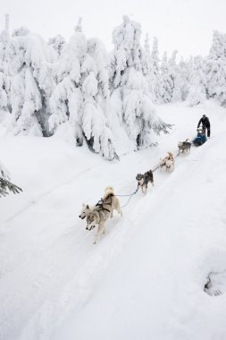 Sedivacek 'in uzun, Çek Cumhuriyeti kızak yarışı