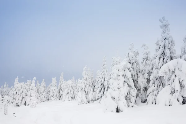 Paisaje invernal, Montañas Orlicke, República Checa —  Fotos de Stock