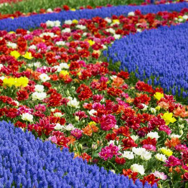 Keukenhof Bahçeleri, Lisse, Hollanda