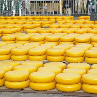 peynir pazarı, alkmaar, Hollanda