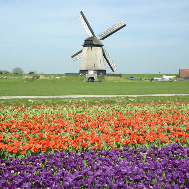 ile Lale alan yakınındaki schermerhorn, Hollanda yel değirmeni