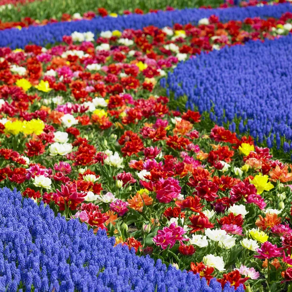 Keukenhof Gardens, Lisse, Nizozemsko — Stock fotografie