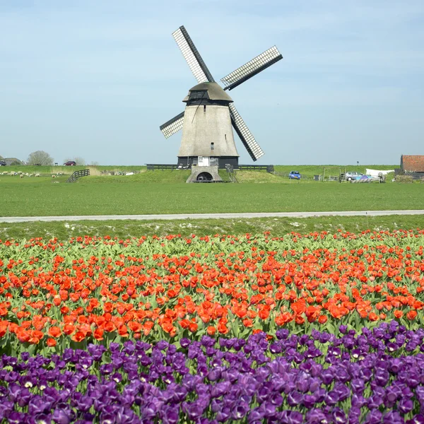 Větrný mlýn s Tulipán pole poblíž schermerhorn, Nizozemsko — Stock fotografie