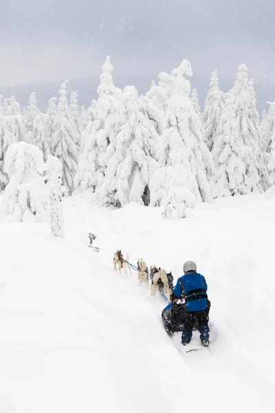 Sledge dogging, Sedivacek''s long, Czech Republic — Stock Photo, Image