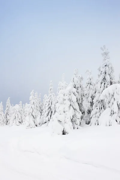 Talvimaisema, Orlicke Mountains, Tsekin tasavalta — kuvapankkivalokuva