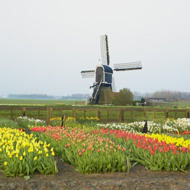 yel değirmeni ile Lale yakınındaki offem, Hollanda