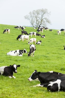 İnekler, İskoçya sürüsü