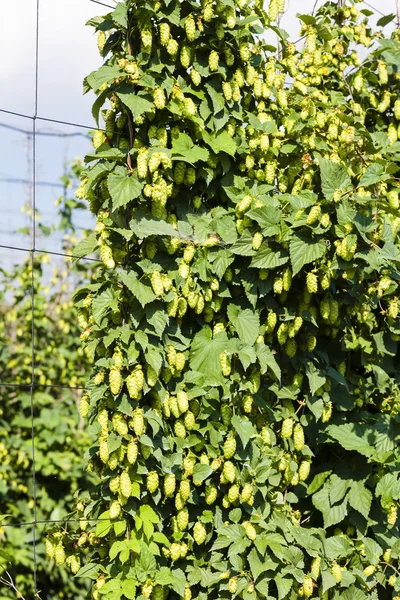 Hops in hops garden, Czech Republic — Stock Photo, Image