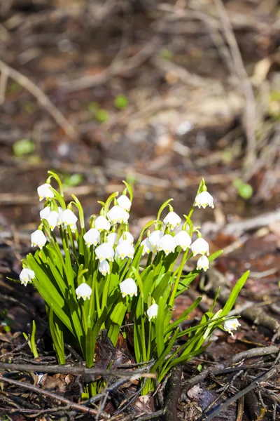 Schneeflocken im Frühling — Stockfoto