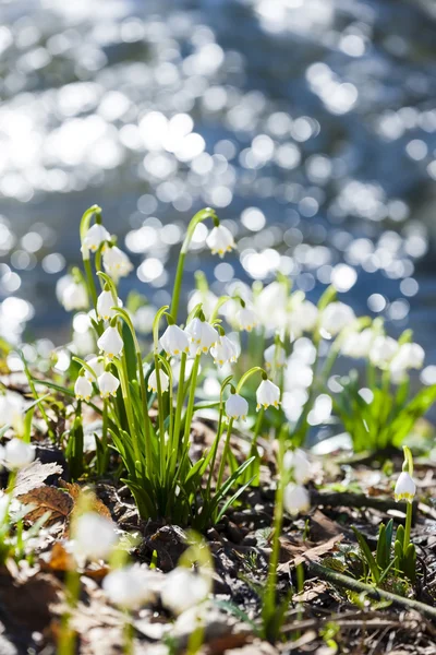 Spring snowflakes — Stock Photo, Image
