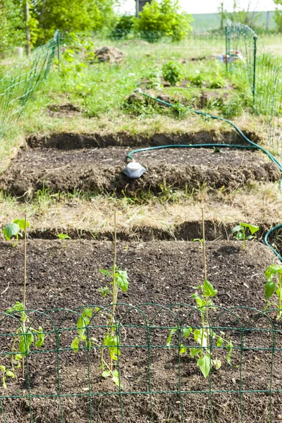 Garden with seedlings of tomatoes — Stock Photo, Image