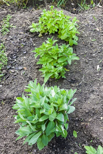 Herbs in garden - three types of mint — Stock Photo, Image