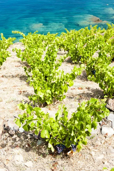 Vineyard on Cap de Peyrefite near Cerbere, Languedoc-Roussillon, — Stock Photo, Image