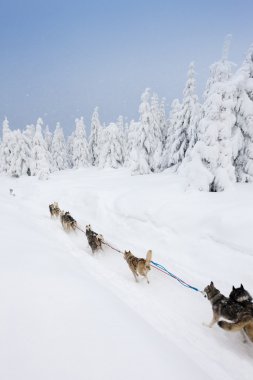 Sedivacek 'in uzun, Çek Cumhuriyeti kızak yarışı
