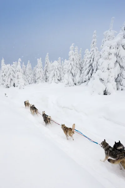 Sledge dogging, Sedivacek''s long, Czech Republic — Stock Photo, Image