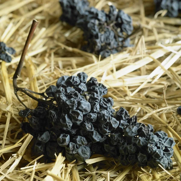 Grapes drying for straw wine (neronet), Biza Winery, Cejkovice, — Stock Photo, Image