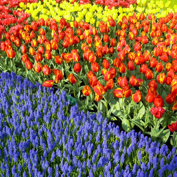 Keukenhof Bahçeleri, Lisse, Hollanda — Stok fotoğraf