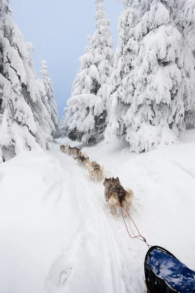 Sledge dogging, Sedivacek's long, Czech Republic — 图库照片